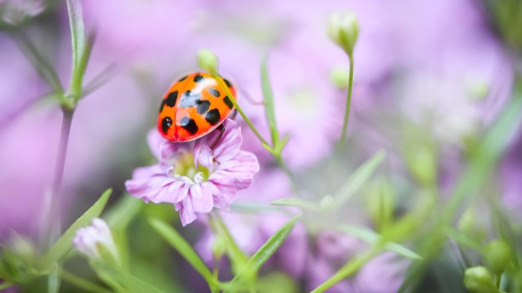 ladybug-7273814_1280